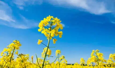Vad &auml;r biodiesel? Vy &ouml;ver ett blommande gult rapsf&auml;lt, den dominerande europeiska r&aring;varan f&ouml;r att producera B100-biodiesel (RME)