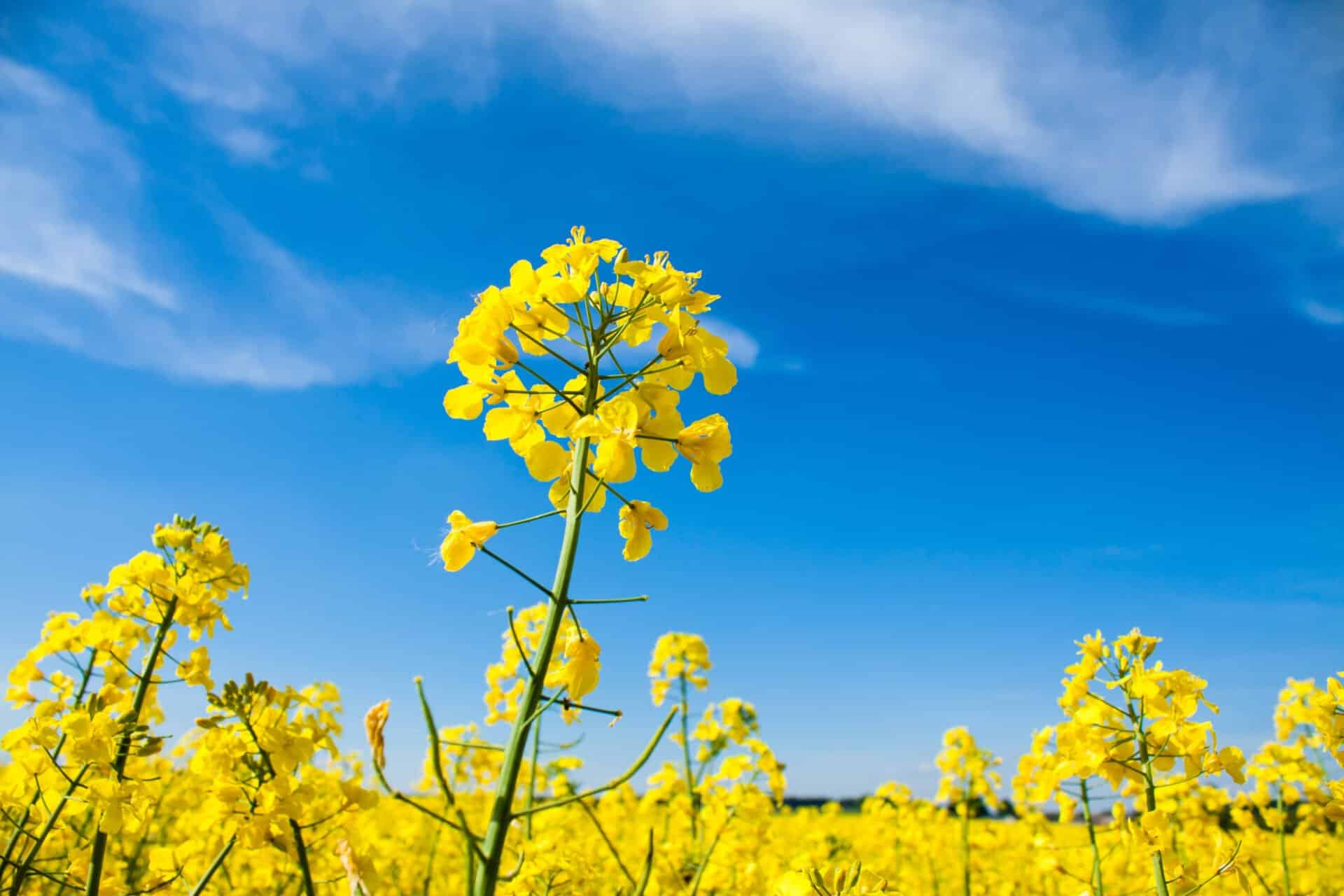Vad är biodiesel? Vy över ett blommande gult rapsfält, den dominerande europeiska råvaran för att producera B100-biodiesel (RME)